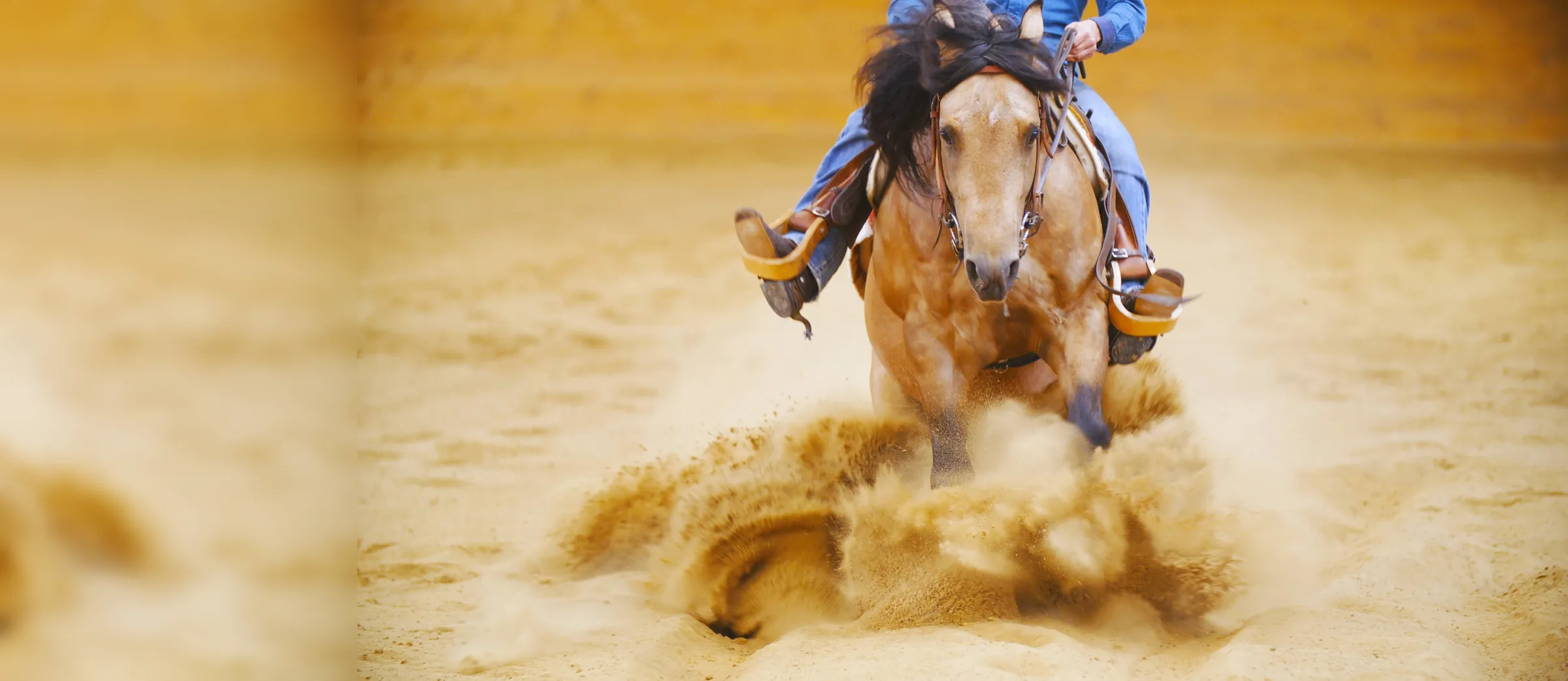 Cavallo baio in sliding stop visto di fronte, con una nube di sabbia dorata